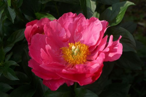 Korai, élénk rózsaszín bazsarózsa - Paeonia lactiflora ‘Paula Fay’