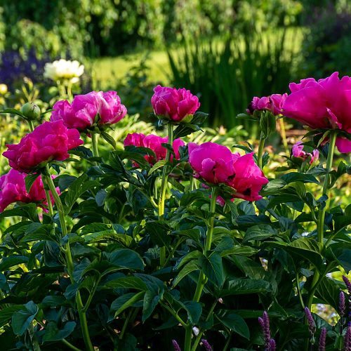 Korai, élénk rózsaszín bazsarózsa - Paeonia lactiflora ‘Paula Fay’