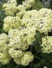 Cickafark - Achillea Millefolium "Creme de la Creme"