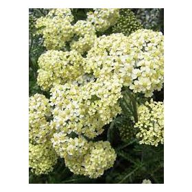   Cickafark - Achillea Millefolium "Creme de la Creme"