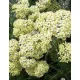 Cickafark - Achillea Millefolium "Creme de la Creme"