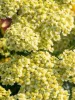 Cickafark - Achillea Millefolium "Creme de la Creme"