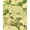 Cickafark - Achillea Millefolium "Creme de la Creme"