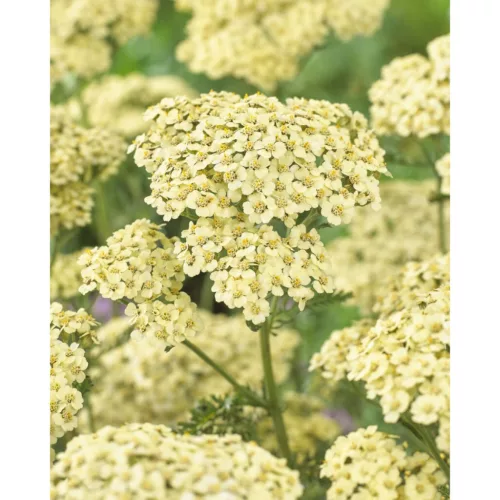 Cickafark - Achillea Millefolium "Creme de la Creme"