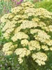 Cickafark - Achillea Millefolium "Creme de la Creme"