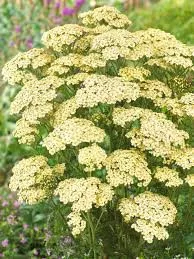Cickafark - Achillea Millefolium "Creme de la Creme"