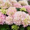 Kerti hortenzia - Hydrangea macrophylla Music Collection "Soft Pink Salsa" K2