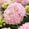 Kerti hortenzia - Hydrangea macrophylla Music Collection "Soft Pink Salsa" K2