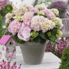 Kerti hortenzia - Hydrangea macrophylla Music Collection "Soft Pink Salsa" K2
