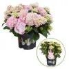 Kerti hortenzia - Hydrangea macrophylla Music Collection "Soft Pink Salsa" K2