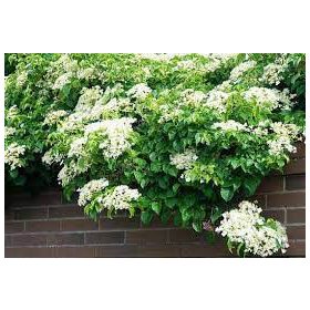   Kúszó Hortenzia - Hydrangea anomala petiolaris "Flying Saucer"