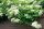 Kúszó Hortenzia - Hydrangea anomala petiolaris "Flying Saucer"
