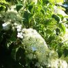 Kúszó Hortenzia - Hydrangea anomala petiolaris "Flying Saucer"