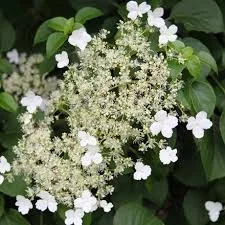 Kúszó Hortenzia - Hydrangea anomala petiolaris "Flying Saucer"