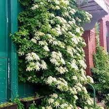 Kúszó Hortenzia - Hydrangea anomala petiolaris "Flying Saucer"