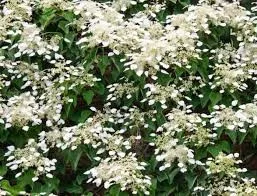 Kúszó Hortenzia - Hydrangea anomala petiolaris "Flying Saucer"