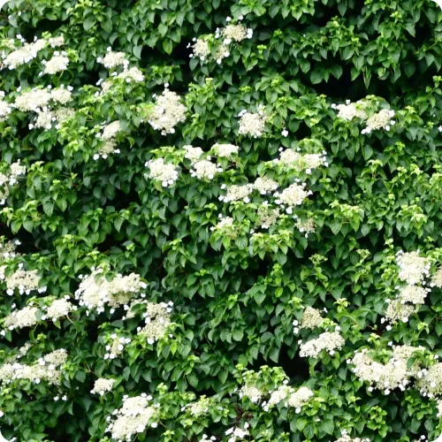 Kúszó Hortenzia - Hydrangea anomala petiolaris "Flying Saucer"
