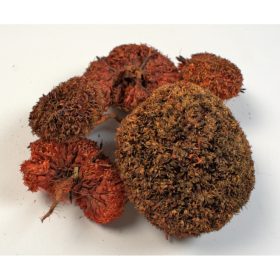 Buksi virág - narancs