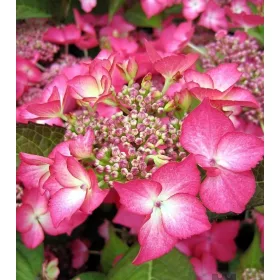 Kerti hortenzia - Hydrangea macrophylla "Selina"