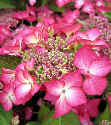 Kerti hortenzia - Hydrangea macrophylla "Selina"