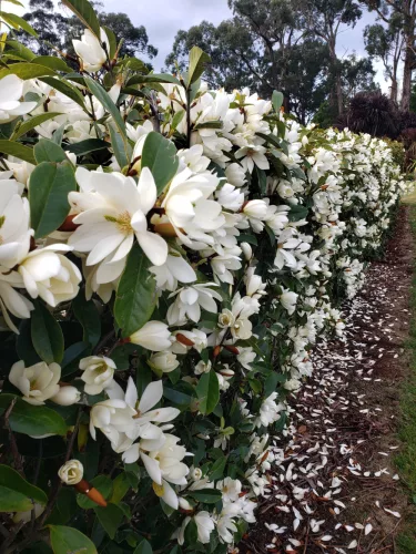 Örökzöld magnolia - Magnolia Fairy "Cream"