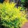 Japán szentfa - Nandina domestica "Lemon-Lime"