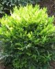 Japán szentfa - Nandina domestica "Lemon-Lime"