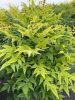 Japán szentfa - Nandina domestica "Lemon-Lime"