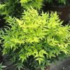 Japán szentfa - Nandina domestica "Lemon-Lime"
