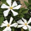 Gardénia - Gardenia jasminoides "Pinwheel"
