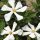 Gardénia - Gardenia jasminoides "Pinwheel"