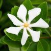 Gardénia - Gardenia jasminoides "Pinwheel"