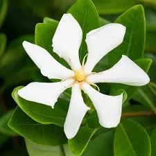 Gardénia - Gardenia jasminoides "Pinwheel"