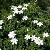 Gardénia - Gardenia jasminoides "Pinwheel"