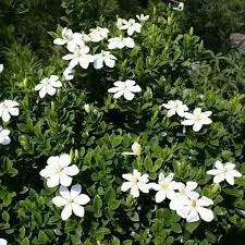 Gardénia - Gardenia jasminoides "Pinwheel"