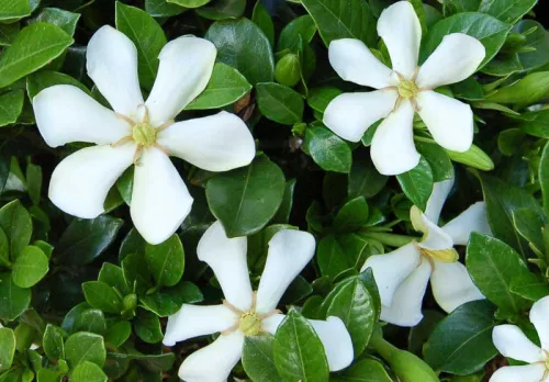 Gardénia - Gardenia jasminoides "Pinwheel"