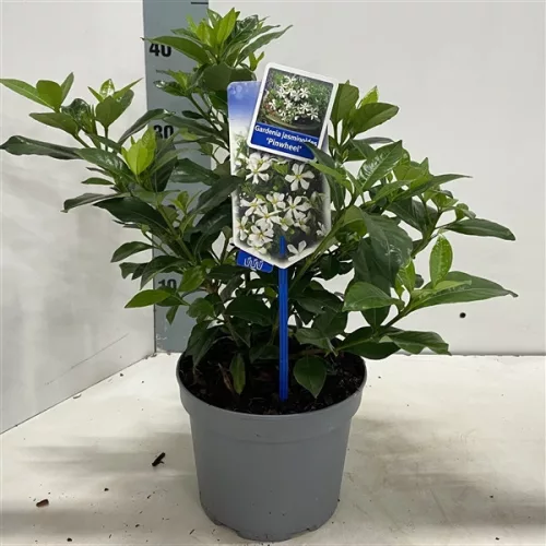 Gardénia - Gardenia jasminoides "Pinwheel"