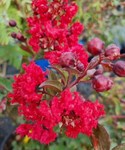 Kínai selyemmírtusz - Lagerstroemia indica "Dynamite" Cs 9