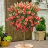 Kefevirág fa - Callistemon citrinus