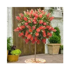 Kefevirág fa - Callistemon citrinus