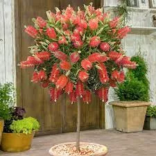 Kefevirág fa - Callistemon citrinus