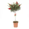Kefevirág fa - Callistemon citrinus