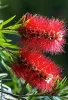 Kefevirág fa - Callistemon citrinus