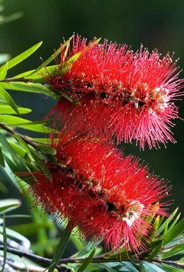 Kefevirág fa - Callistemon citrinus