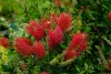 Kefevirág fa - Callistemon citrinus
