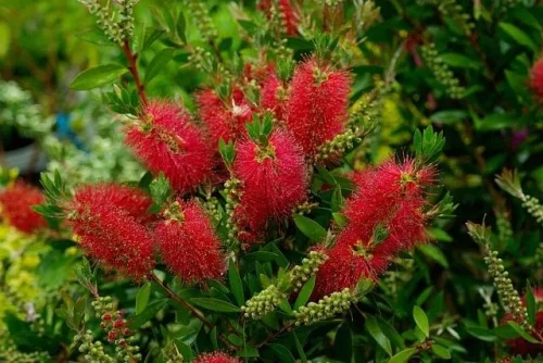 Kefevirág fa - Callistemon citrinus