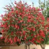 Kefevirág fa - Callistemon citrinus