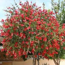 Kefevirág fa - Callistemon citrinus