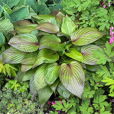 Árnyékliliom - Hosta 'First Blush'