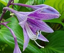 Árnyékliliom - Hosta 'First Blush'